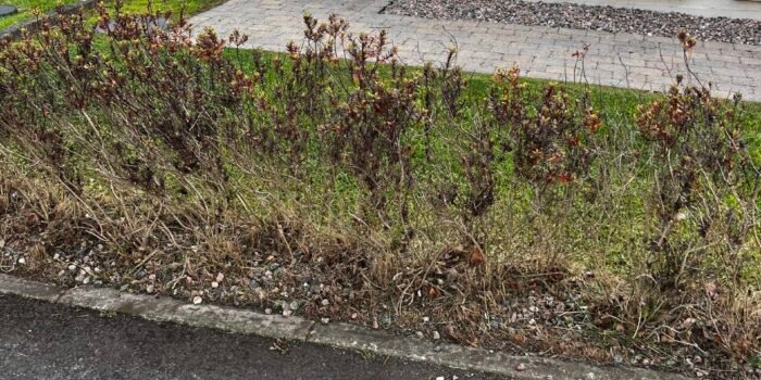Garden border cleared